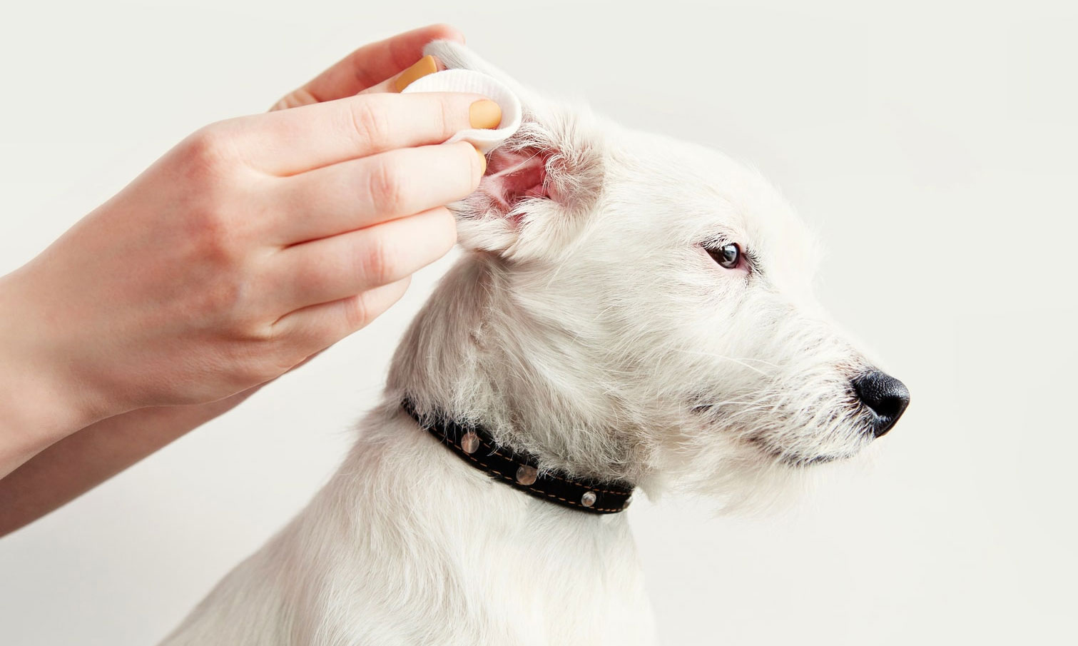 Acariens de l'oreille : origine et traitement