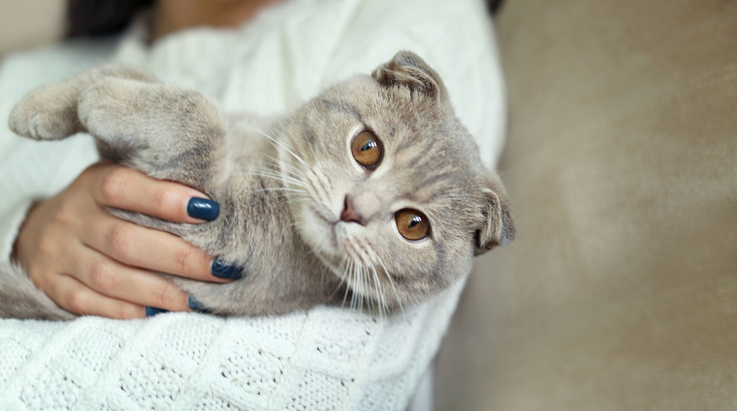 Réactions allergiques chez les chats
