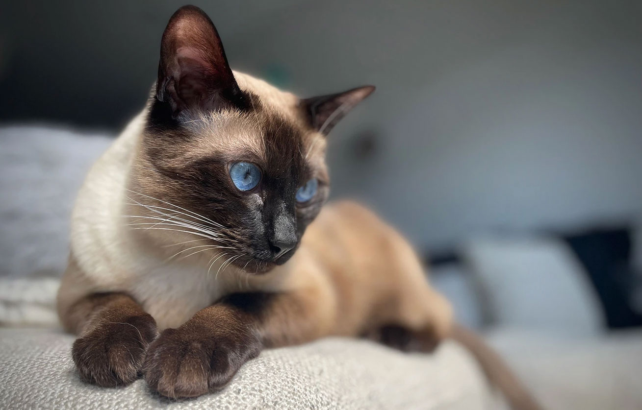 Races de chats prédisposées aux allergies