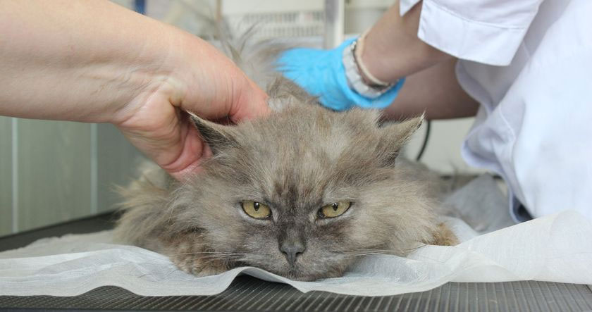 Diagnostic des allergies chez les chats