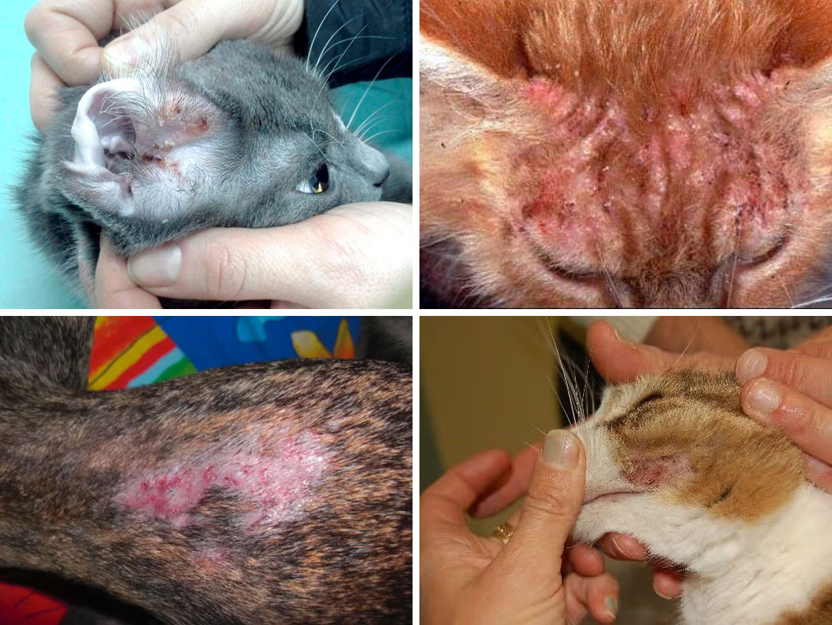 À quoi ressemblent les manifestations cutanées des réactions allergiques chez le chat ?