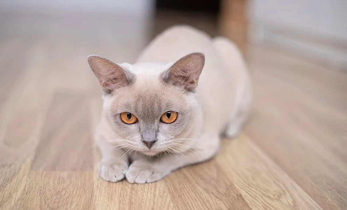 Types de glaucome et leurs causes chez le chat