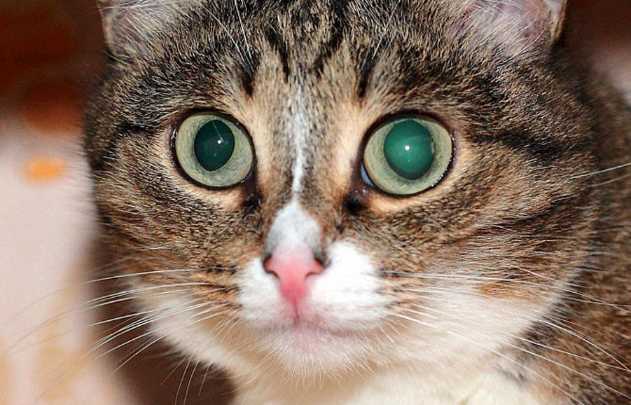 Glaucome primaire chez les chats