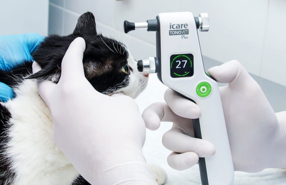 Ophtalmotonométrie chez le chat