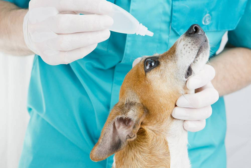 Traitement médicamenteux du glaucome chez le chien
