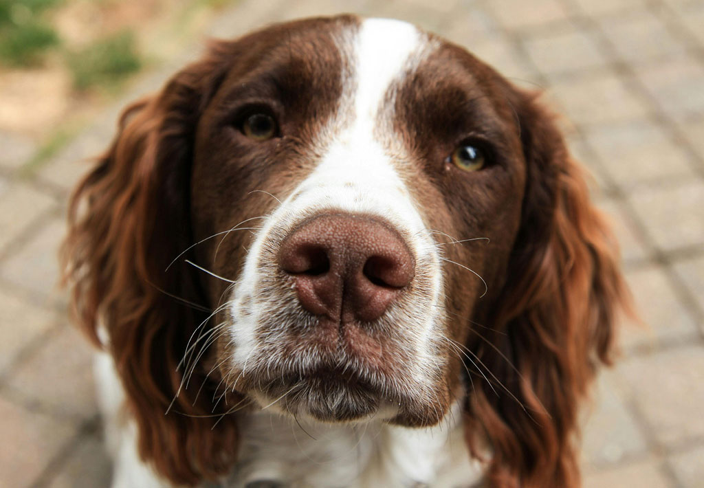Glaucome - maladie oculaire chez le chien