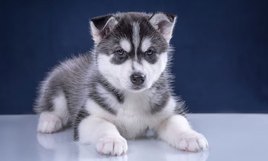 Glaucome primaire chez les chiots