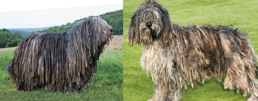 Chiens au pelage emmêlé