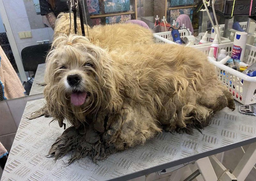 Pourquoi les nœuds sont-ils dangereux pour les chiens ?