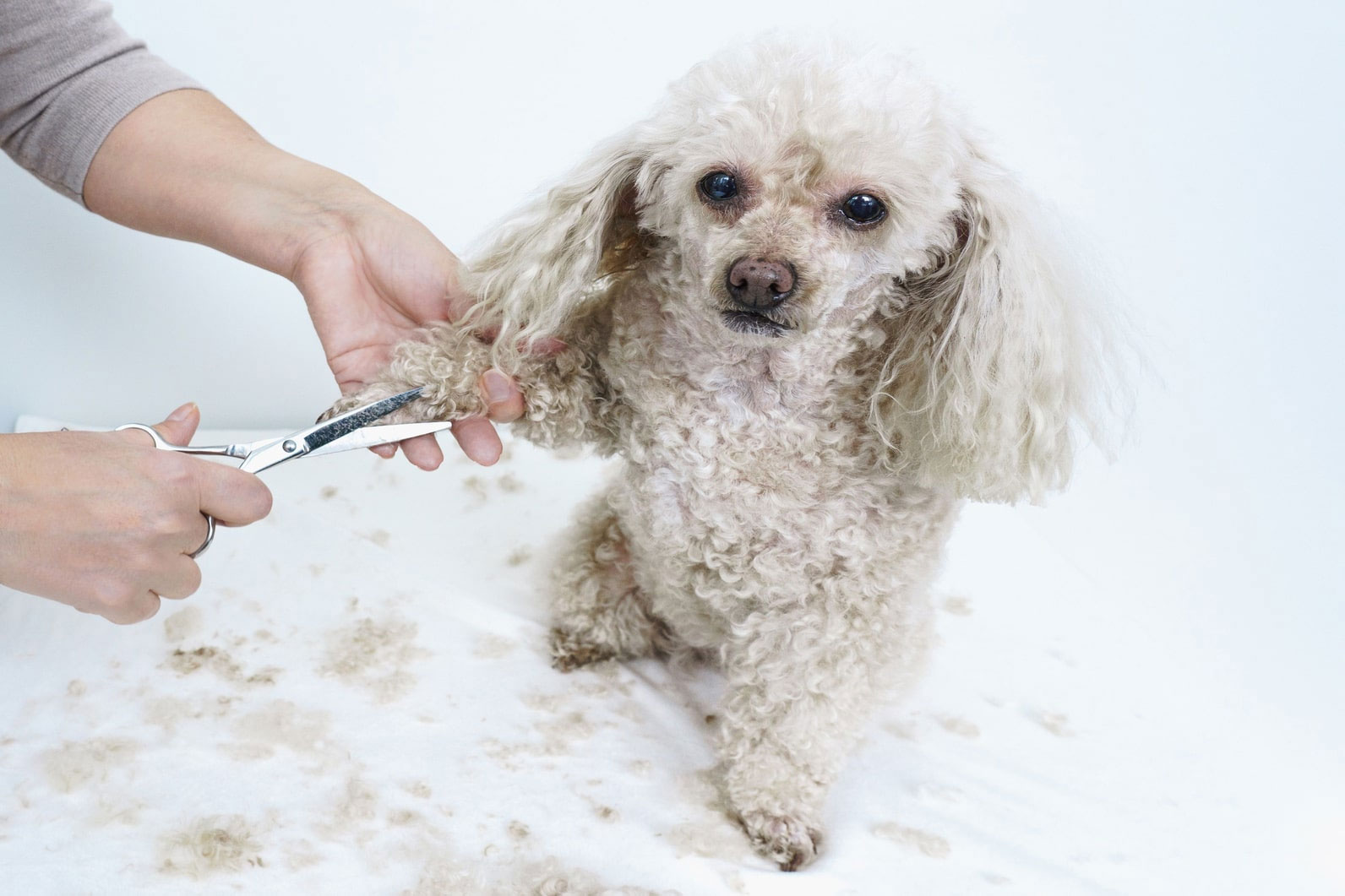 Toilettage pour éviter les nœuds